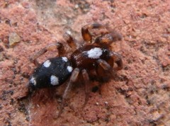 Herpyllinae