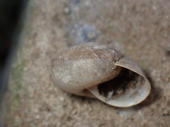 Helminthoglypta reediana