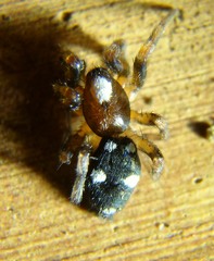 Herpyllinae