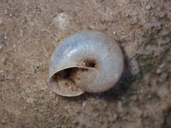 Helminthoglypta reediana