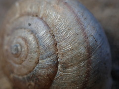 Helminthoglypta reediana