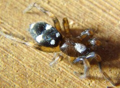 Herpyllinae