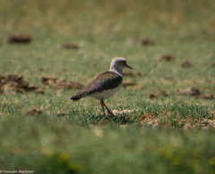 Vanellus resplendens