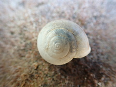 Helminthoglypta reediana