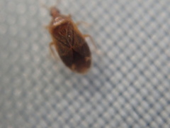 Cardiastethus fasciiventris