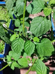 Heliotropium indicum