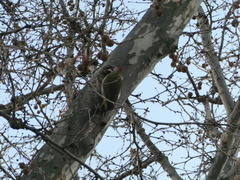 Picus sharpei