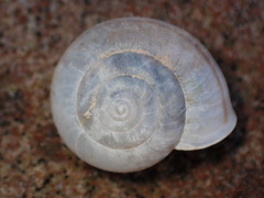 Helminthoglypta reediana