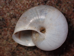 Helminthoglypta reediana