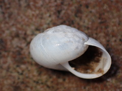 Helminthoglypta reediana