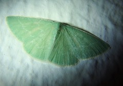 Xenochlorodes olympiaria