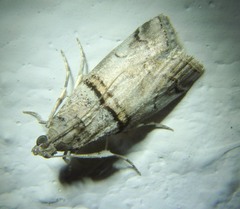 Acrobasis romanella