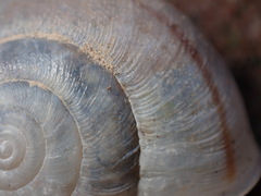 Helminthoglypta reediana