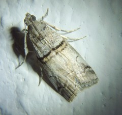 Acrobasis romanella