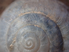 Helminthoglypta reediana