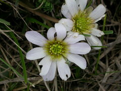 Callianthemum kernerianum