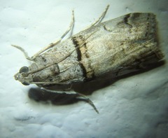 Acrobasis romanella