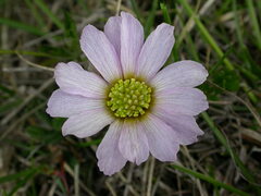 Callianthemum kernerianum
