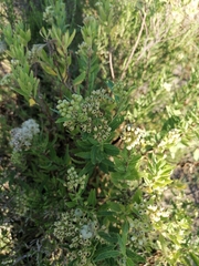 Nidorella