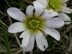 Callianthemum kernerianum