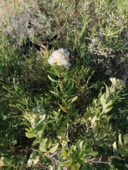 Nidorella