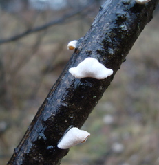Schizophyllum amplum