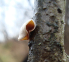 Schizophyllum amplum