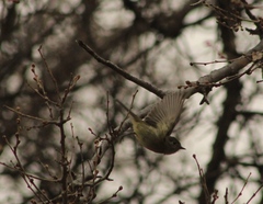 Empidonax