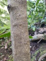 Ilex perado subsp. platyphylla image