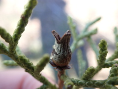 Walshomyia juniperina