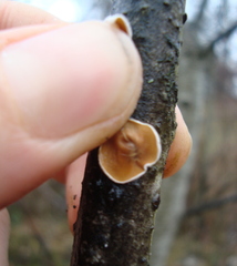 Schizophyllum amplum