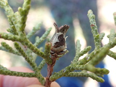 Walshomyia juniperina