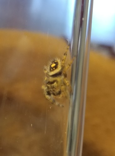 Bold Jumping Spider photographed in South Dakota