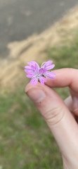 Phlox subulata