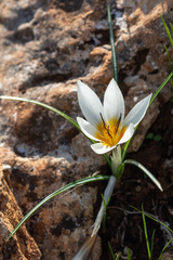 Crocus hyemalis