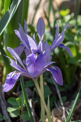 Iris vartanii