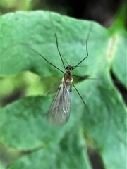 Trichocera