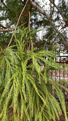Cryptomeria japonica