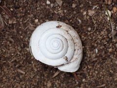 Helminthoglypta stiversiana