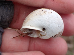 Helminthoglypta stiversiana