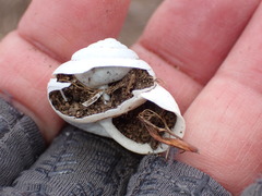 Helminthoglypta stiversiana