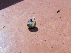Armadillidium vulgare