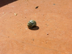 Armadillidium vulgare