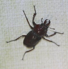 Cacostomus squamosus