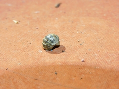 Armadillidium vulgare