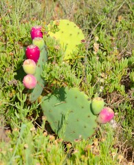 Opuntia stricta