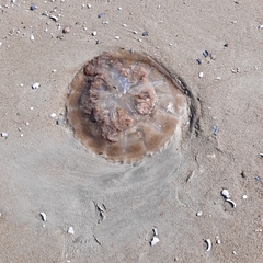 Rhopilema verrilli