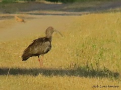 Theristicus caerulescens