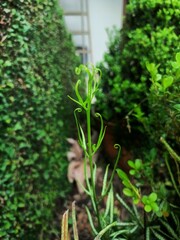 Pteris ensiformis victoriae