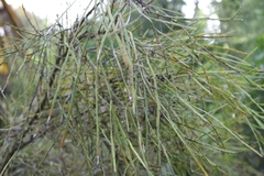 Carmichaelia australis